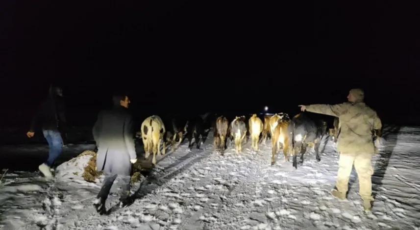 Kaybolan büyükbaş sürüsünü jandarma buldu