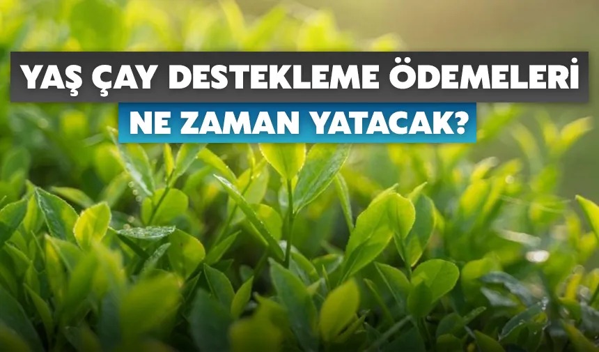 Yaş çay destekleme ödemeleri ne zaman yatacak?