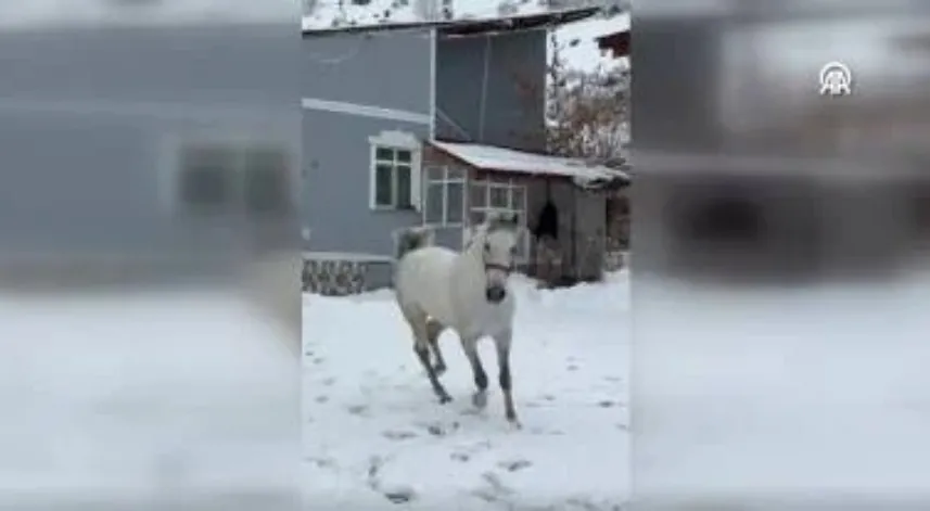  İsmiyle çağrılınca sahibine giden at sosyal medyada beğeni topladı