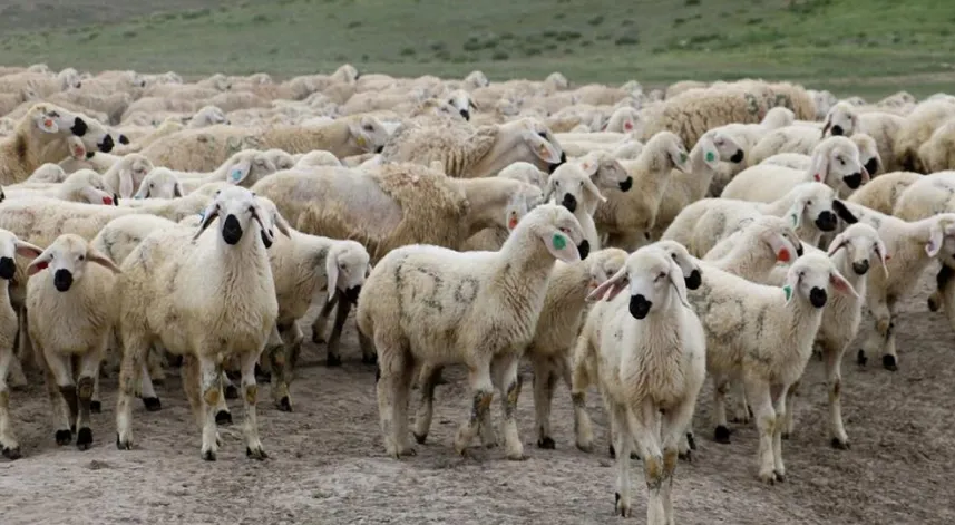 Hayvancılıkta zorluk: çoban bulamıyorlar