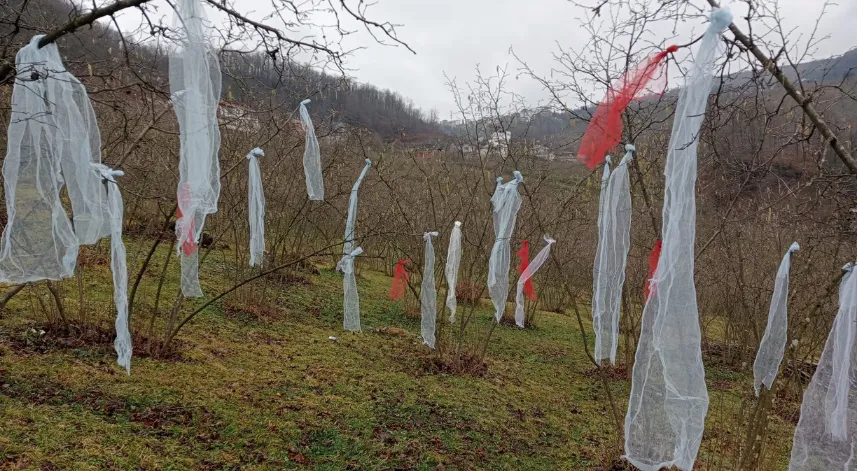 ‘Müslüman çam ağacı süslemez' deyip, fındık bahçesini süsledi