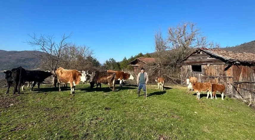 Bolu'da kaybolan büyükbaş hayvanlar dronla bulundu