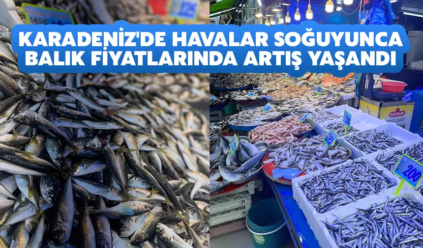 Karadeniz'de havalar soğuyunca balık fiyatlarında artış yaşandı   