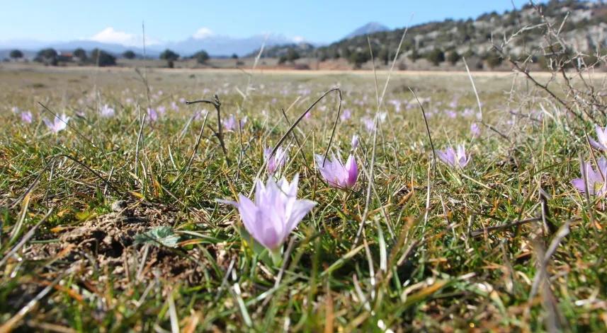 Kış ortasında yalancı bahar