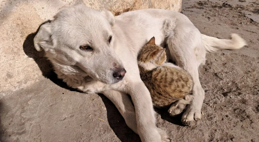 Akyaka'da kedi ve köpeğin dostluğu