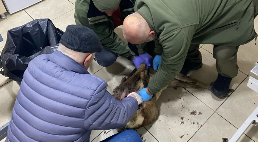 Trabzon'da yaralı karaca koruma altına alındı