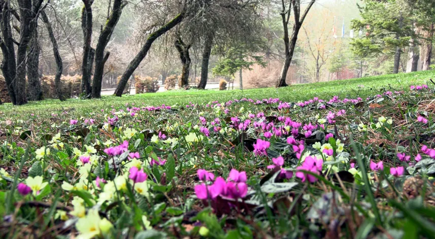 Baharın müjdecisi Abant çiğdemleri, milli parka renk kattı