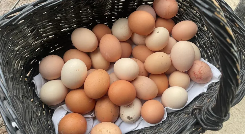 Yumurta fiyatlarını ABD artırıyor