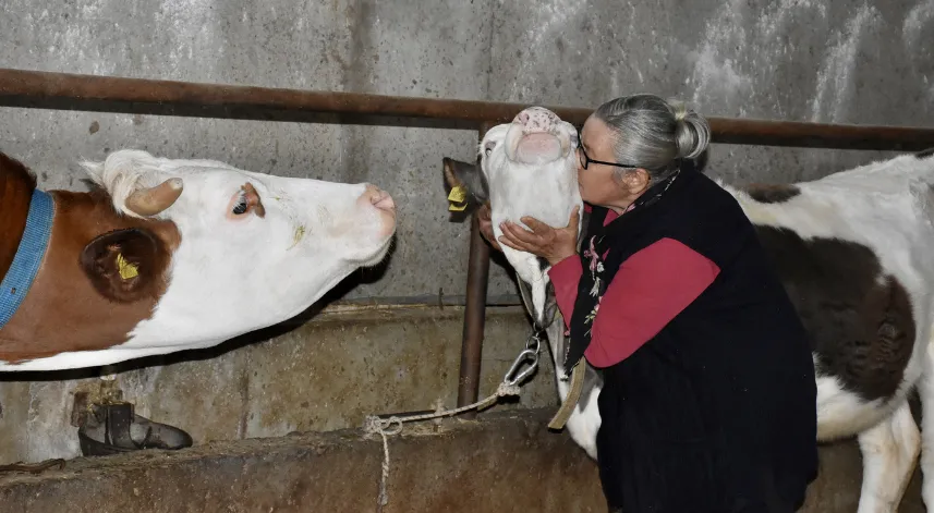 Ordulu kadına çiftçilik ve hayvancılık kanserle mücadelesinde moral oldu