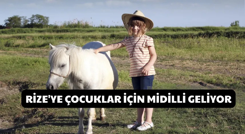 Rize'ye çocuklar için midilli geliyor