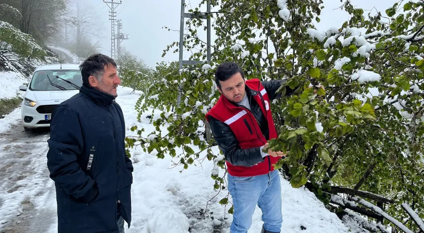 Samsun'da 'zirai don' etkisi; fındıkta zarar, 3 ürün de tehlikede