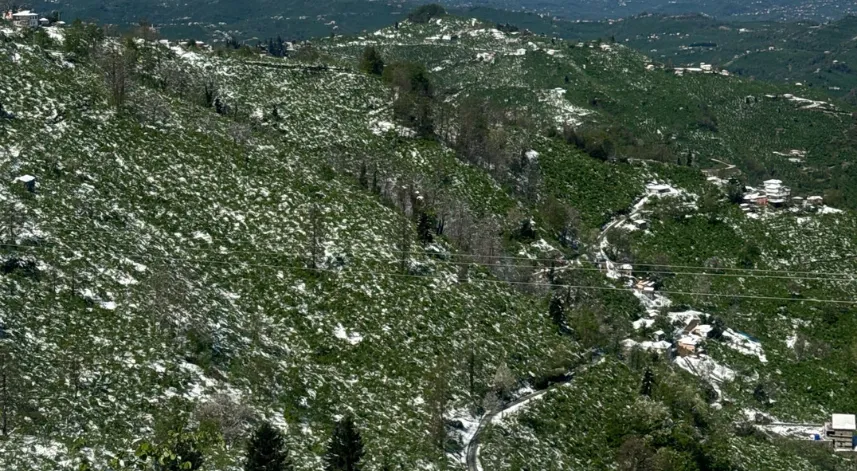 Trabzon'da 'zirai don' etkisi; yüzde 25'lik zarar