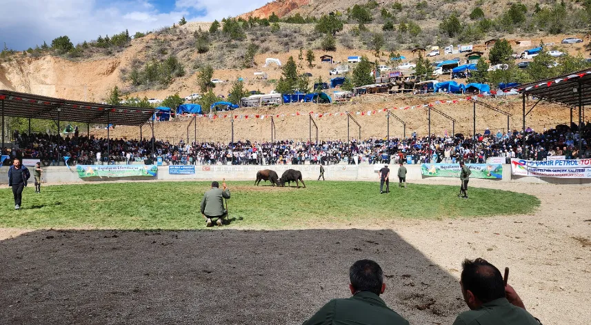 Artvin'de boğa sahibini yaraladı