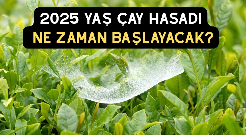 2025 Yaş çay hasadı ne zaman başlayacak?