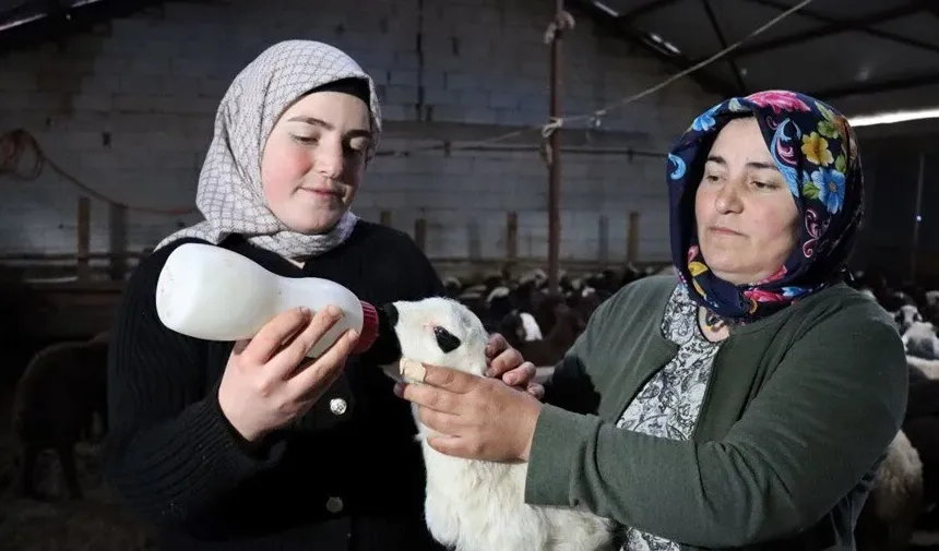Anne ile kızı devlet desteğiyle koyun sayılarını 100'den 900'e çıkarttı