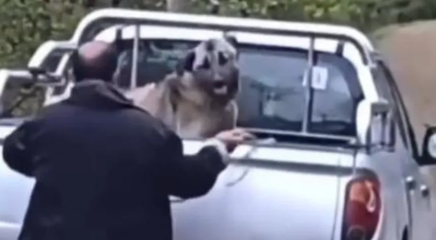 Kamyonette köpeğe halatla şiddet uyguladı, gözaltına alındı