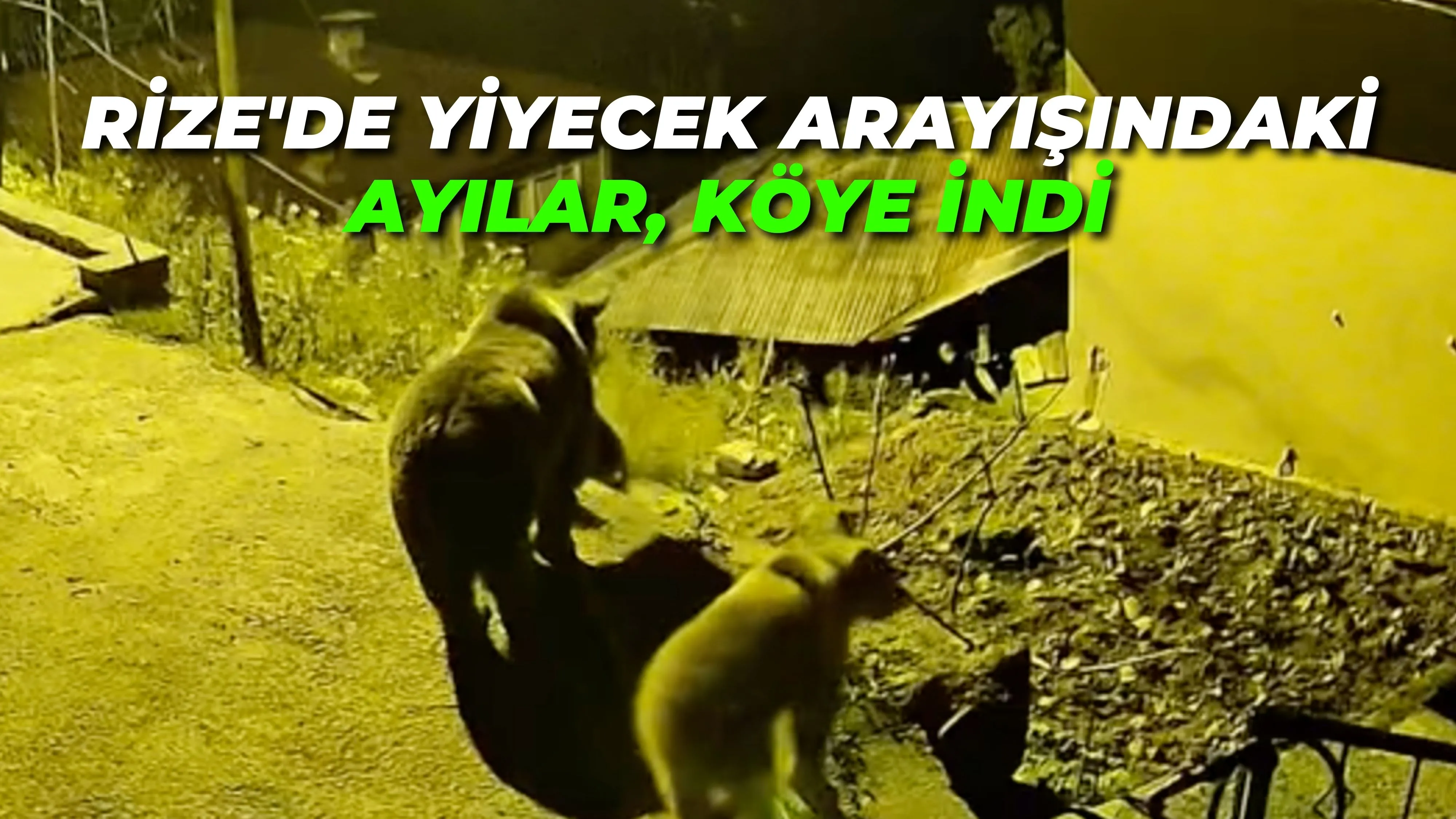 Rize'de yiyecek arayışındaki ayılar, köye indi
