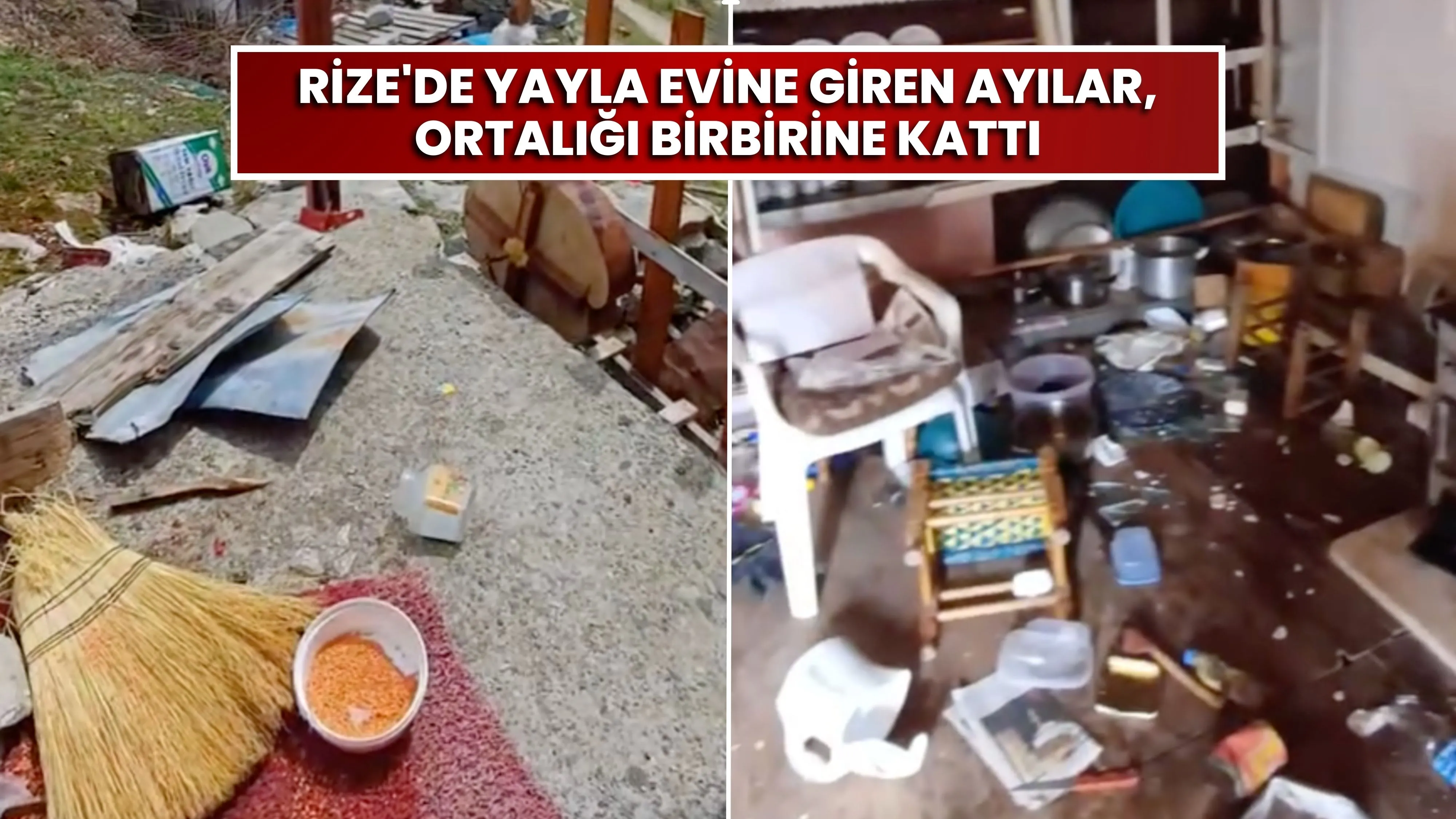 Rize'de yayla evine giren ayılar, ortalığı birbirine kattı