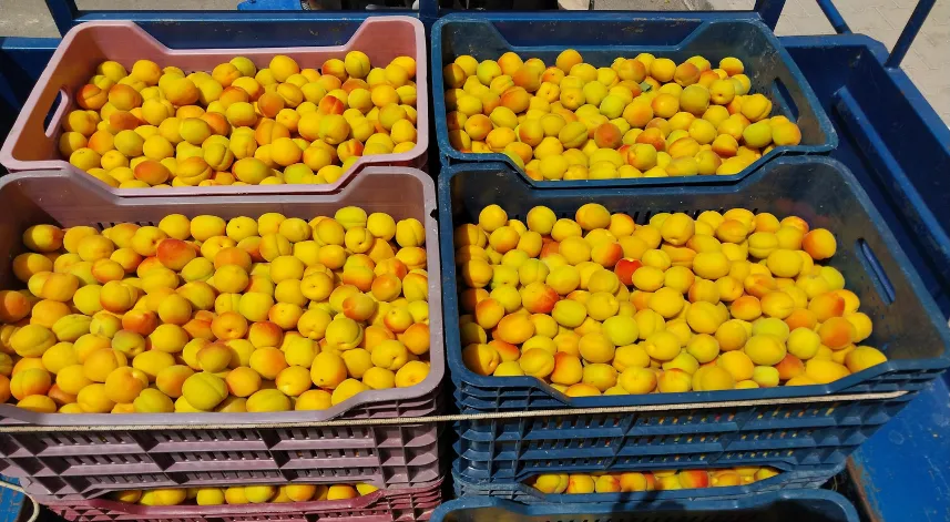 Kayısıda ilk hasat yapıldı: 500 TL'den alıcı buldu