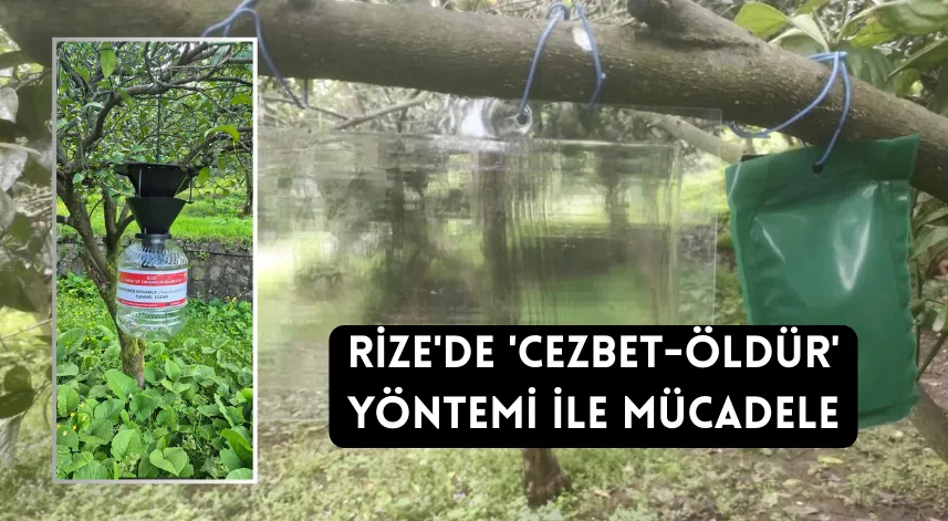 Rize'de zararlı türe karşı 'cezbet-öldür' yöntemi
