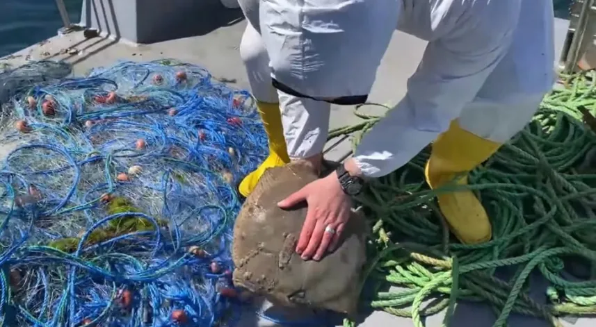 Yasağa rağmen ‘kalkan’ avlayan balıkçıların ağlarına el konuldu, balıklar suya salındı