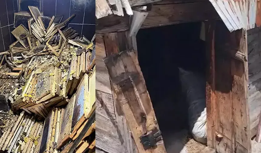 Rize’de kış uykusundan uyanan ayılar 30 eve zarar verdi