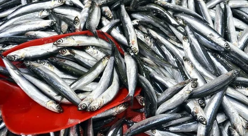 Türkiye'nin 3 aylık hamsi ihracatı 3,1 milyon doları aştı