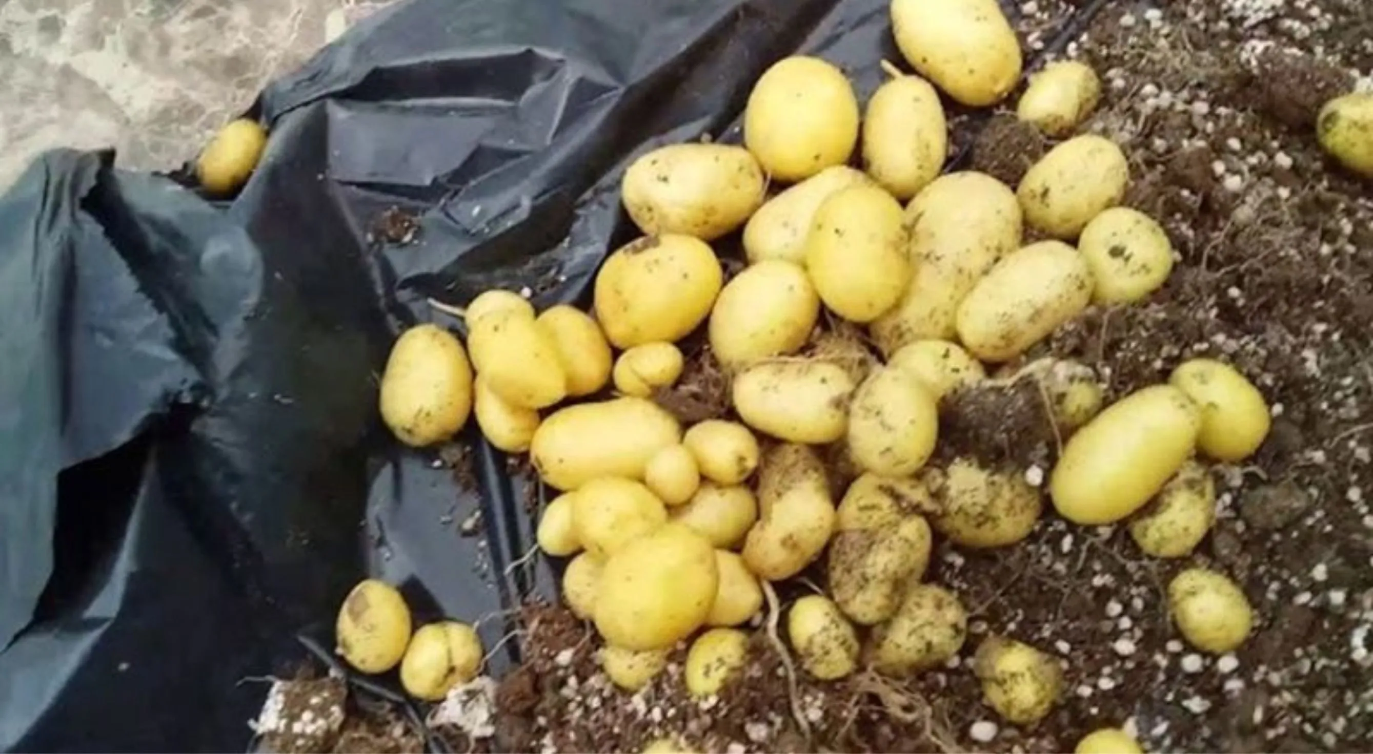 Trabzonlu çiftçiler patates ekim mesaisinin sonuna geldi