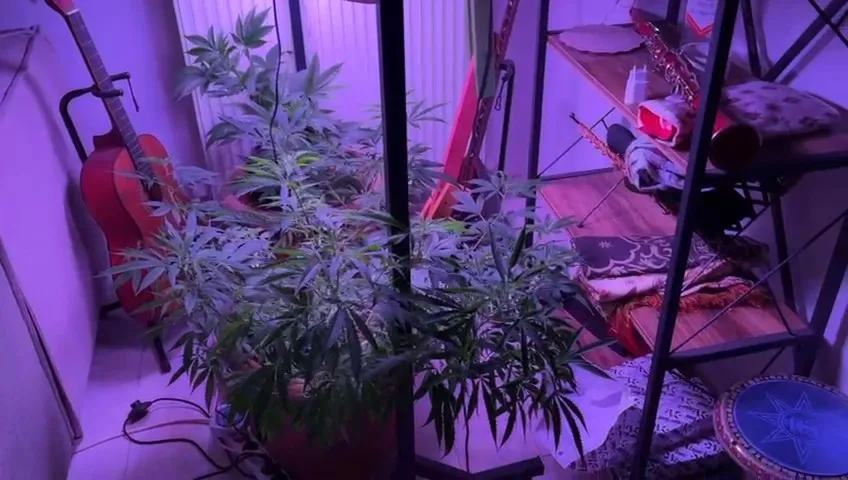 Evin içinde kenevir serası ele geçirildi