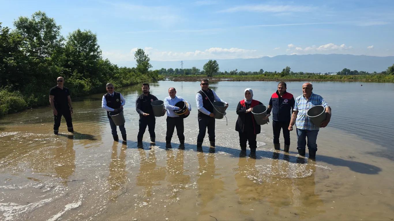 Düzce'de Osmanlı Dönemi'nden bu yana yetiştirilen çeltik ekimi başladı
