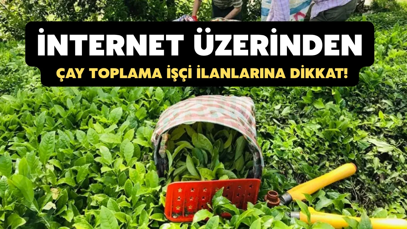 İnternet üzerinden çay toplama işçi ilanlarına dikkat!