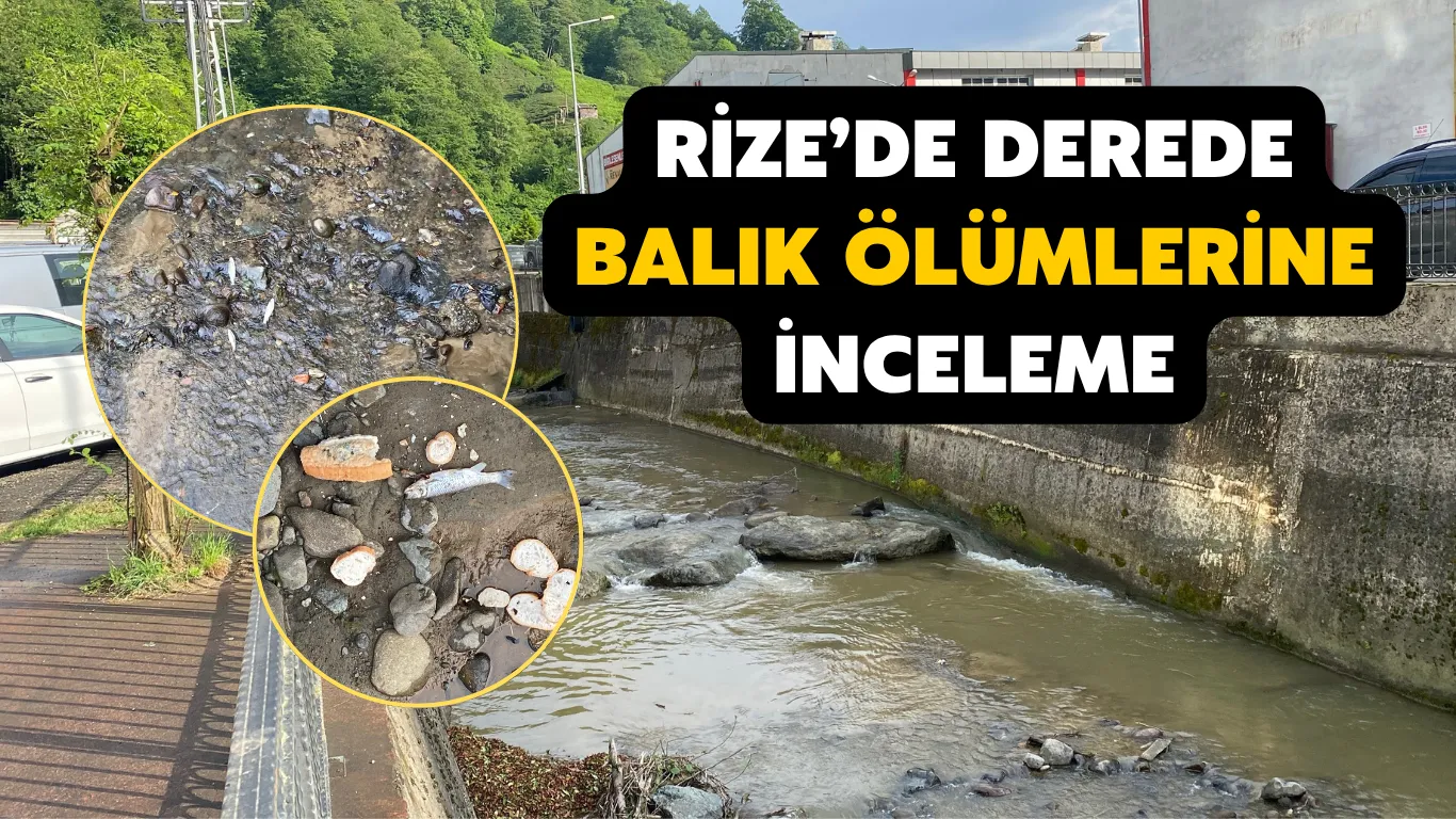 Rize’de derede balık ölümlerine inceleme
