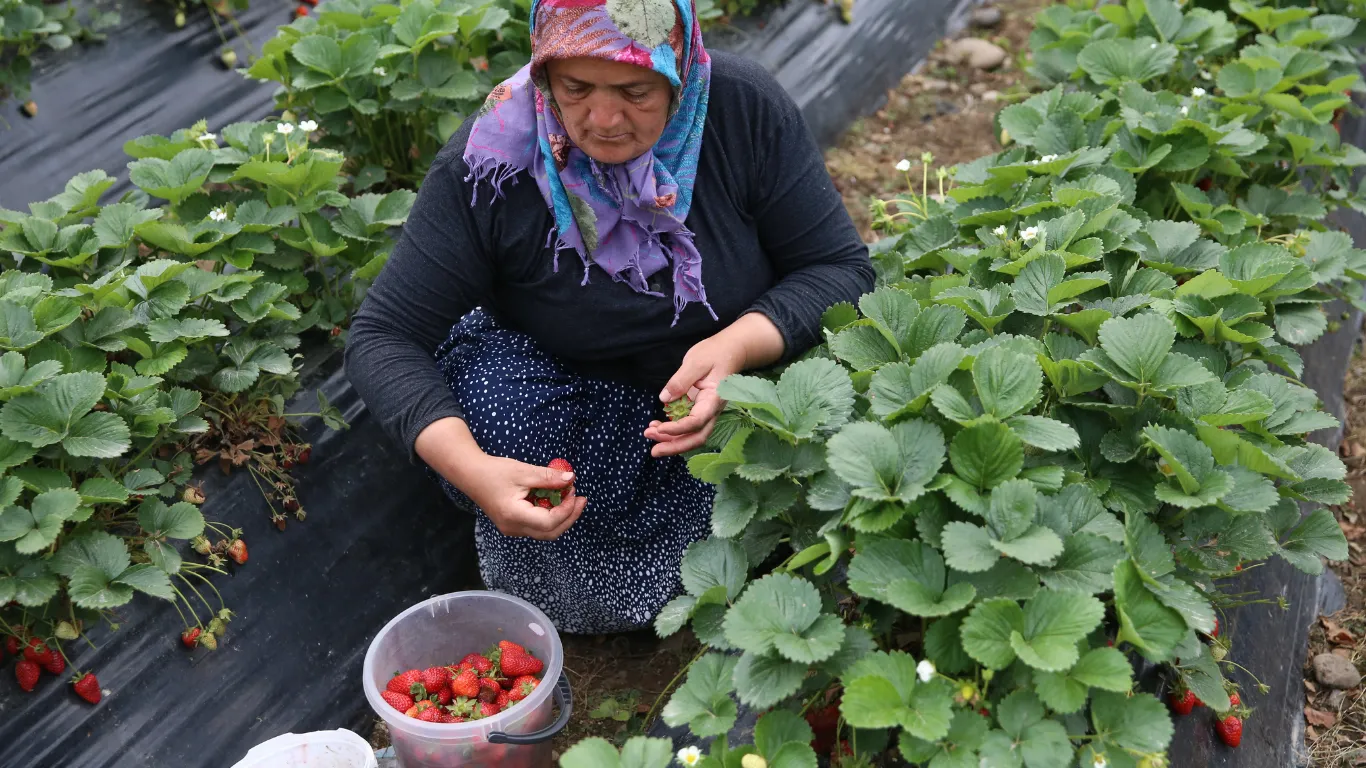 Ordu'da çilek hasadı başladı