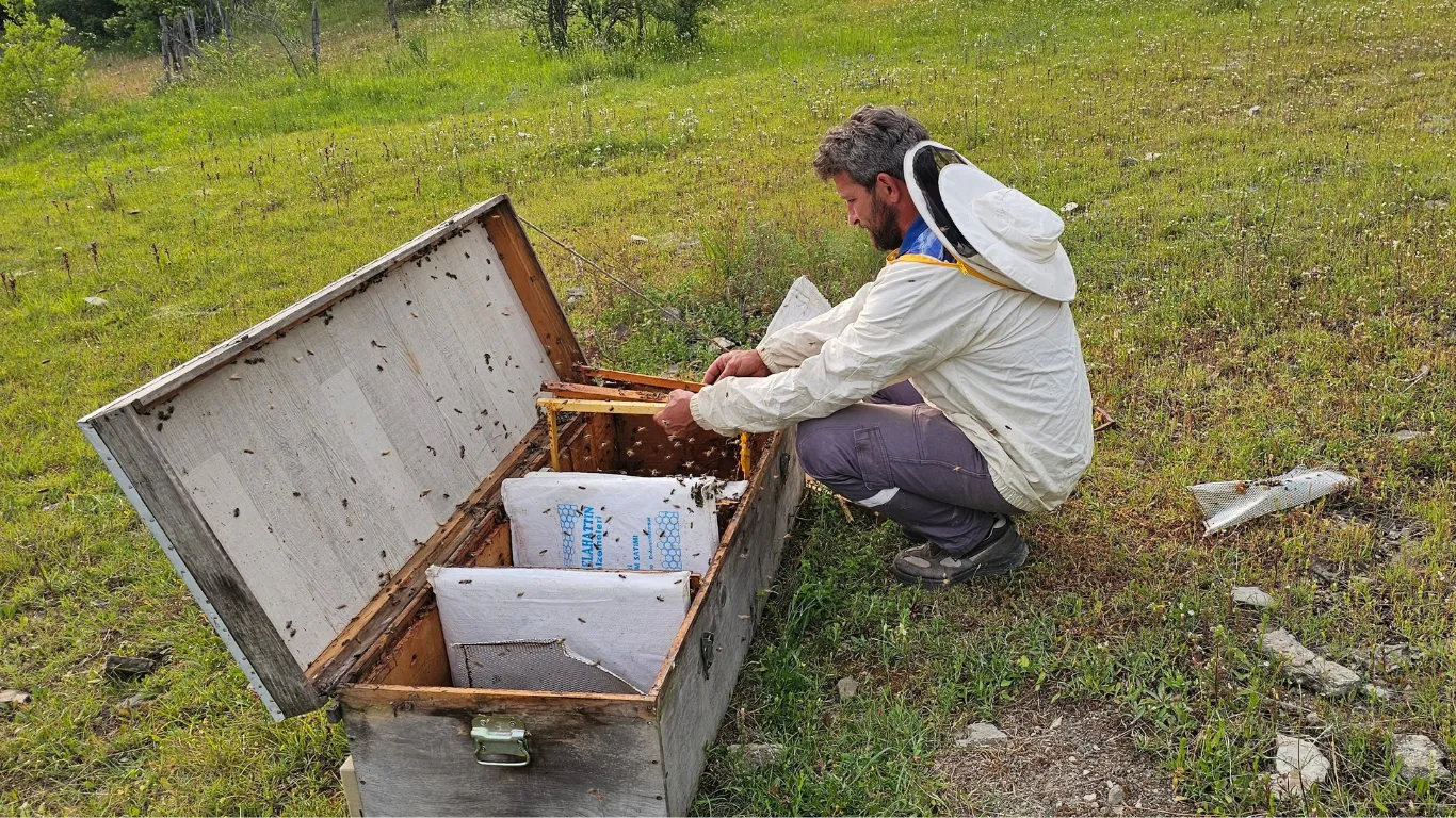 Kastamonu'da ayı bal kovanlarını parçaladı