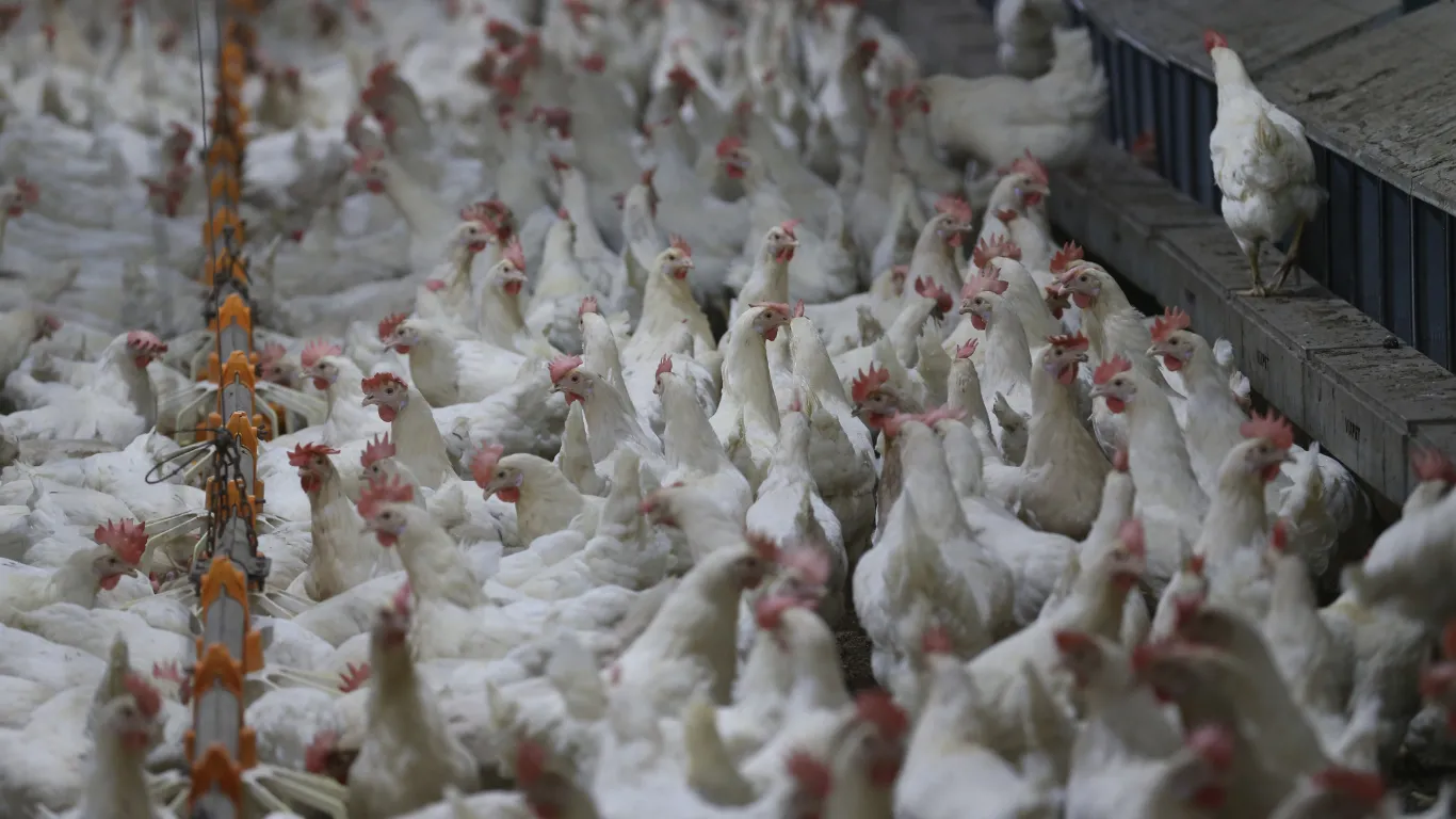 Ordu'da yılda 100 milyon yumurta hedefi