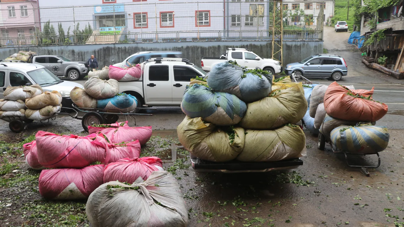 Rize'deki çay bahçelerinde ilk sürgün hasadı yoğunluğu