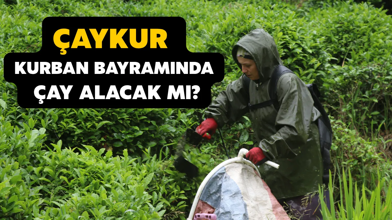 ÇAYKUR kurban bayramında çay alacak mı?
