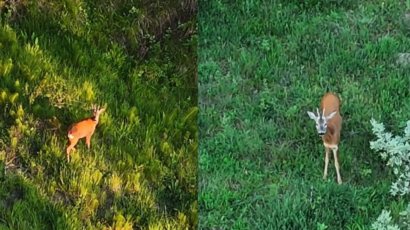 Karabük’te kırsal alanda dolaşan karaca dron ile görüntülendi