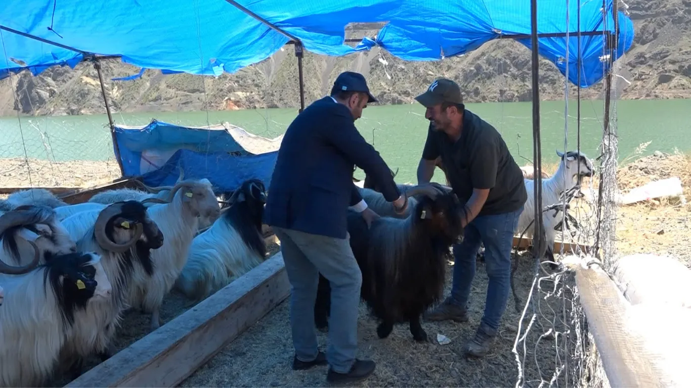 Artvin'de satın aldığı kurbanlık küçükbaşı otomobilinin bagajında taşıdı