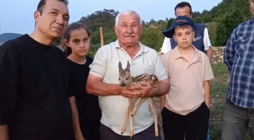 Çoban bulduğu yavru ceylana keçi sütüyle bakıyor