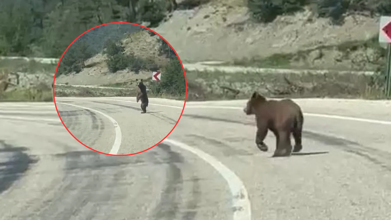 Yola inen ayı kamerada