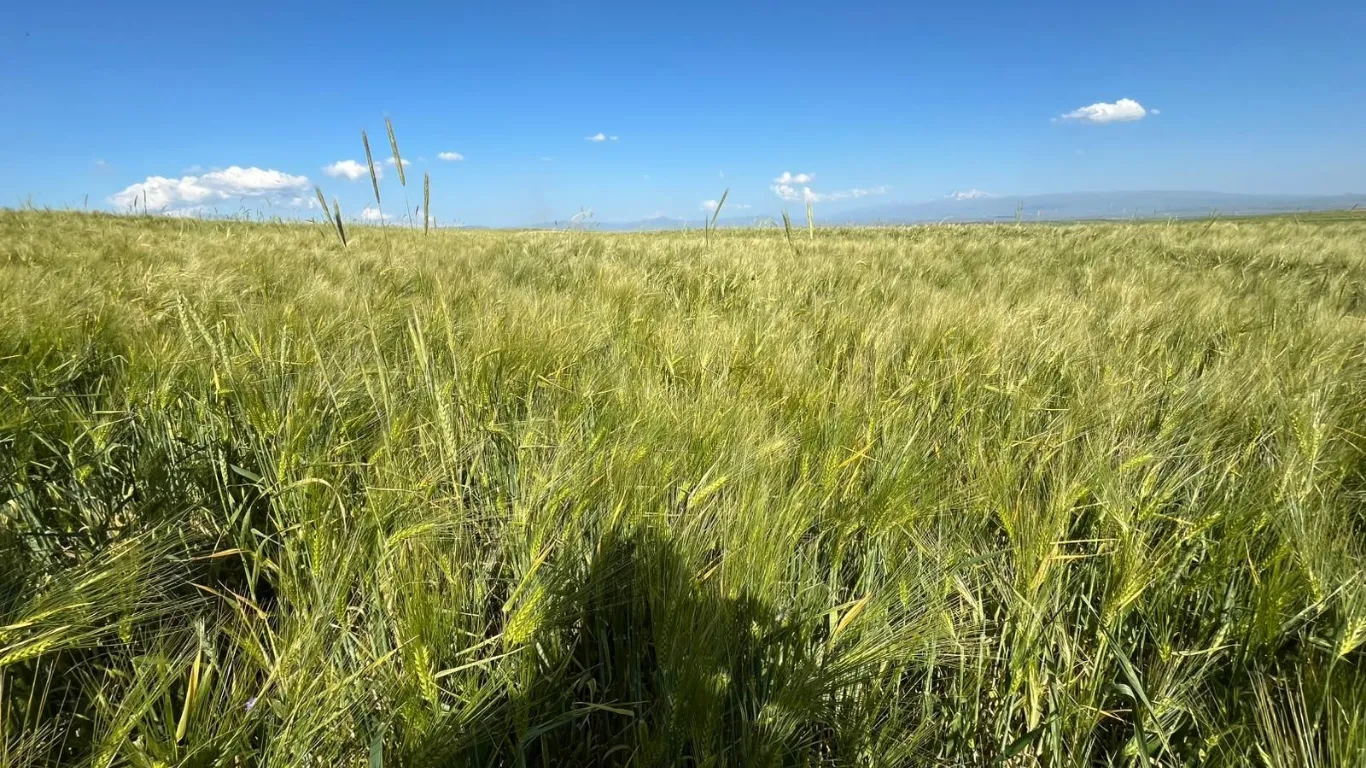 Kars'ta tarım arazilerinde yerli ve milli arpa bereketi