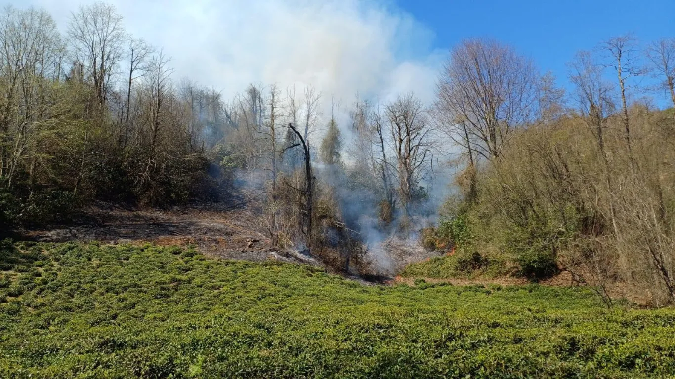 Kuraklığa bağlı orman yangınlarında 'artış' tehlikesi