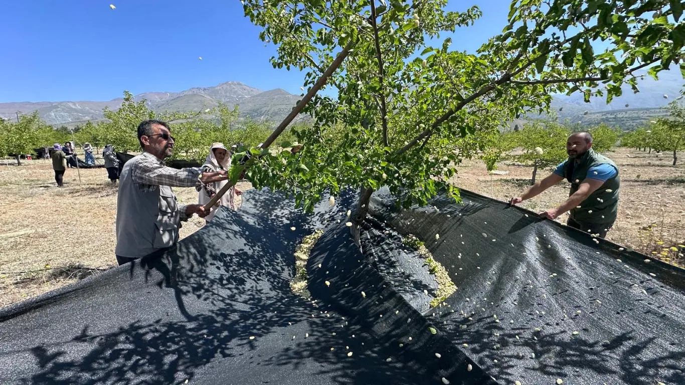 Erzincan’da dut hasadına başlandı
