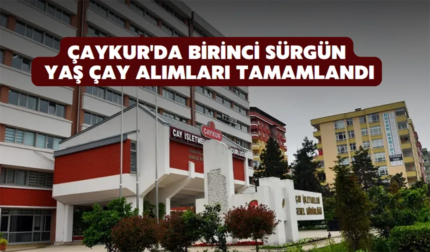 ÇAYKUR'da birinci sürgün yaş çay alımları tamamlandı