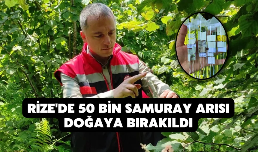 Rize'de 50 bin samuray arısı doğaya bırakıldı