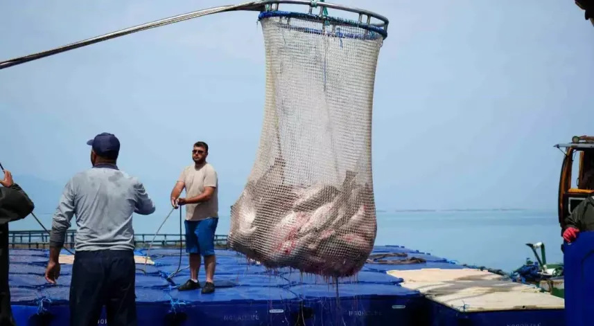 Samsun'da geçen yıl 7 bin 350 ton Türk somonu, 1770 ton levrek üretimi yapıldı