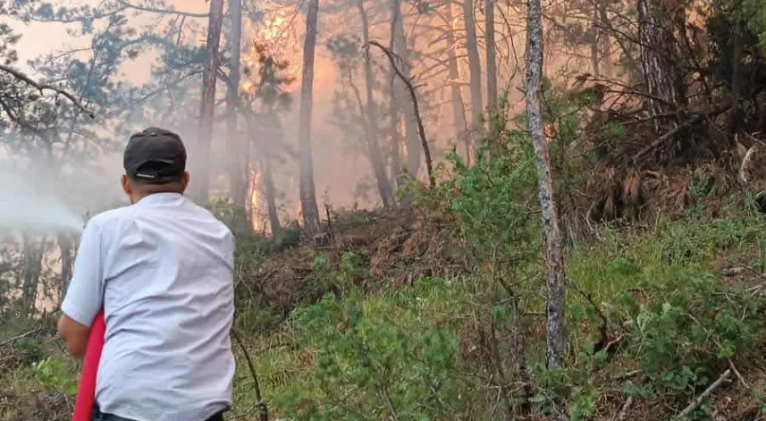 Bolu'da orman yangını