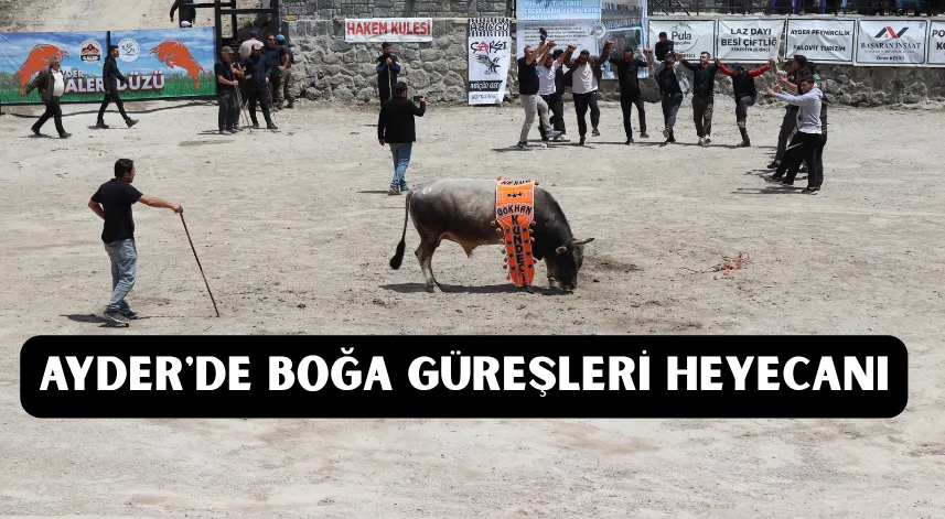 Ayder'de boğa güreşleri heyecanı