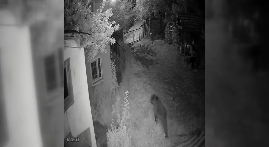 Evin bahçesine giren ayı kamerada